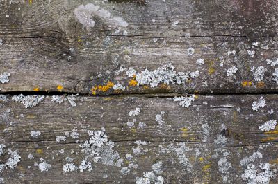 Keep Your Deck From Experiencing Mold Growth, Mildew Growth, or Water Damage!